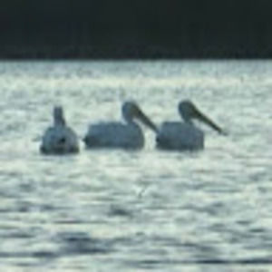 Meet your Posher, Jeri